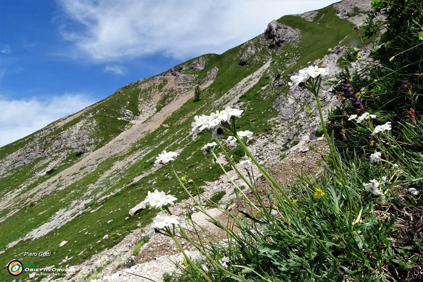 19 Millefoglio di Clavena (Achillea Clavenae).JPG -                                